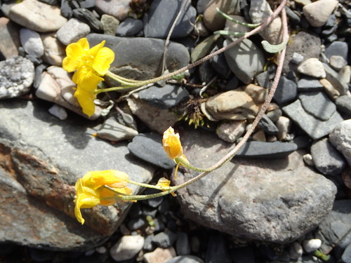 Calder's bladderpod (Lesquerella calderi)