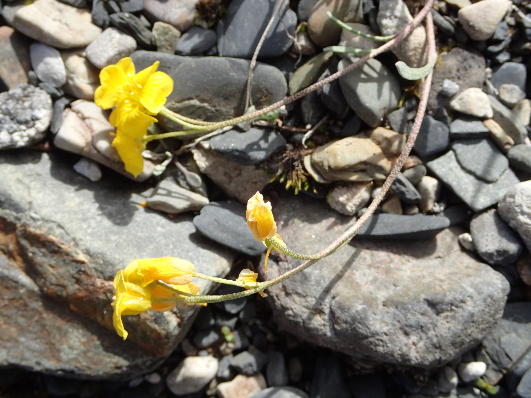 Physaria calderi