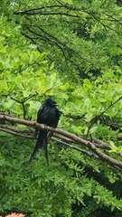 Dicrurus macrocercus