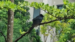 Dicrurus macrocercus