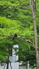 Dicrurus macrocercus