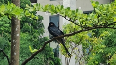 Dicrurus macrocercus