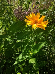 Heliopsis