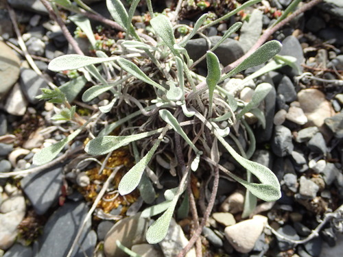 Image of Physaria calderi by no rights reserved
