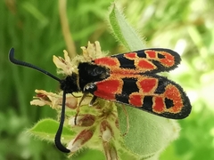 Zygaena hilaris