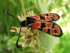 Zygaena hilaris