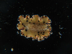 Maritigrella makranica