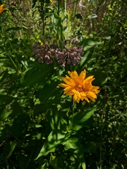 Heliopsis