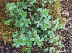 Peperomia tetraphylla