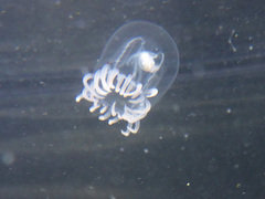 Polyorchis penicillatus