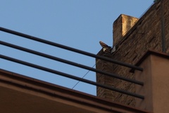 Falco tinnunculus