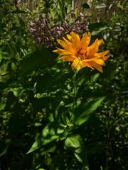 Heliopsis