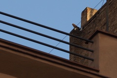 Falco tinnunculus