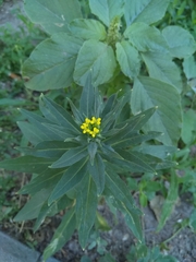 Erysimum cheiranthoides