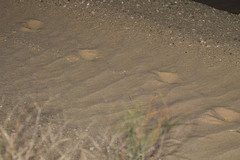 Odocoileus hemionus eremicus