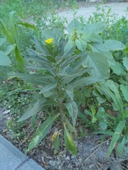 Erysimum cheiranthoides