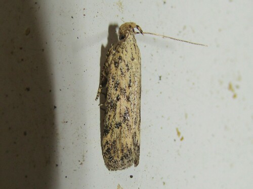 Mottled Twirler photo 3