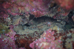 Dunckerocampus baldwini