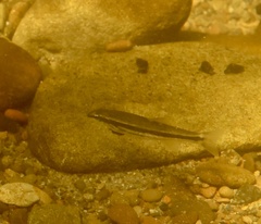 Rhinichthys osculus