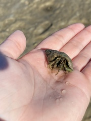 Clibanarius taeniatus