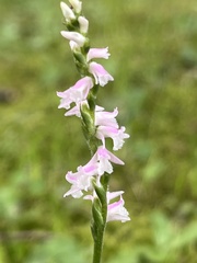 Spiranthes australis