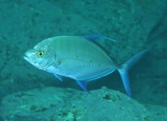 Ferdauia orthogrammus