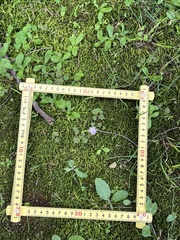 Spiranthes australis