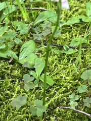 Spiranthes australis
