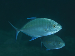 Ferdauia orthogrammus