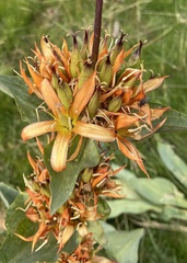 Gentiana lutea aurantiaca