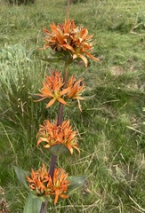 Gentiana lutea aurantiaca