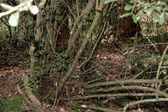 Cupaniopsis shirleyana