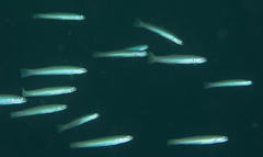 Ptereleotris microlepis