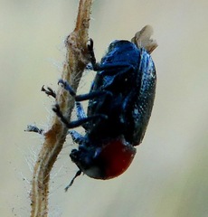 Cryptocephalus sanguinicollis