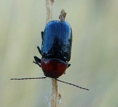 Cryptocephalus sanguinicollis