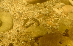 Rhinichthys osculus