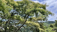 Albizia chinensis