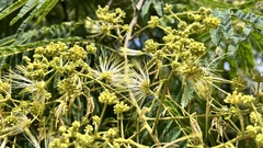 Albizia chinensis