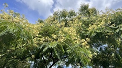 Albizia chinensis