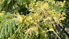 Albizia chinensis