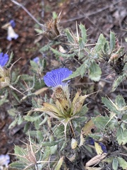 Blepharis diversispina
