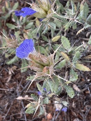 Blepharis diversispina