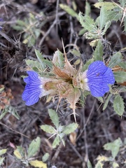 Blepharis diversispina