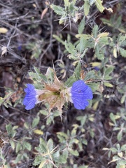 Blepharis diversispina