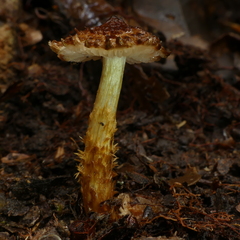 Squamanita