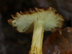 Squamanita