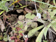 Diclis petiolaris
