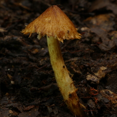 Squamanita