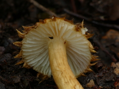 Squamanita