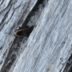 Notiophilus sylvaticus